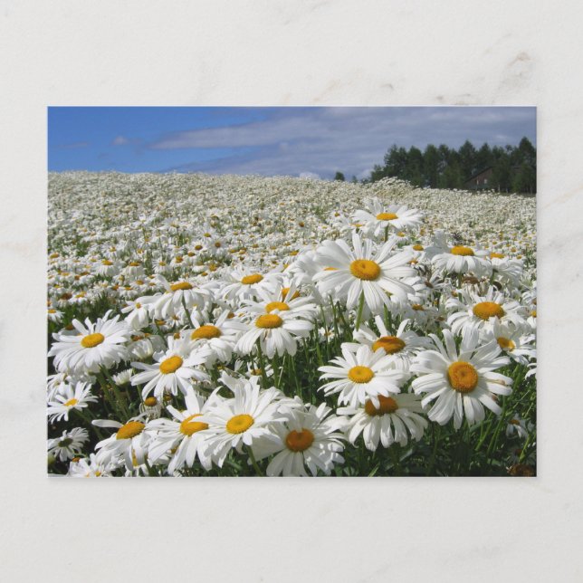 Field of daisies in Hokkaido Postcard (Front)