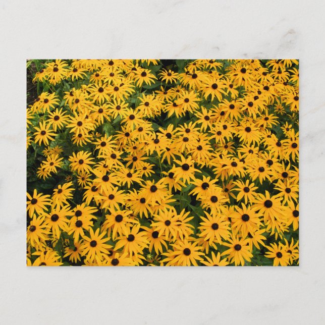 Field of Daisies Postcard (Front)