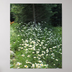 Field of Daisies Poster