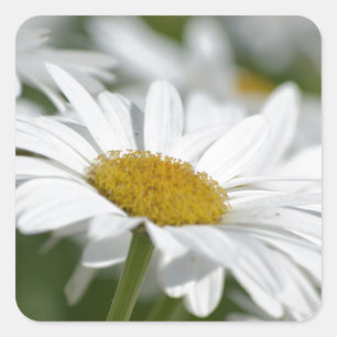 Field of Daisies Square Sticker