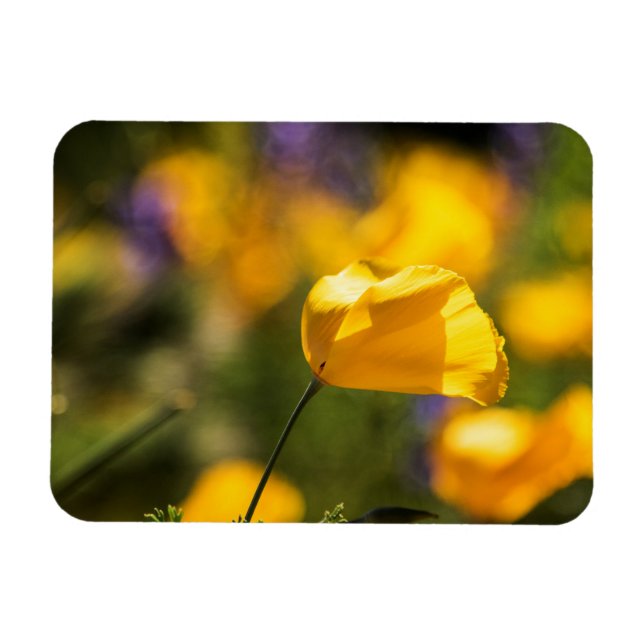 Field of dancing poppies magnet (Horizontal)