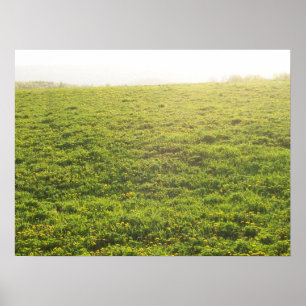 Field of Dandelions on a Bright Day Poster
