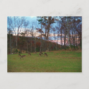 Field of Deer & a Pink SunSet Postcard