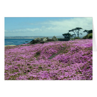"Field of Flowers"