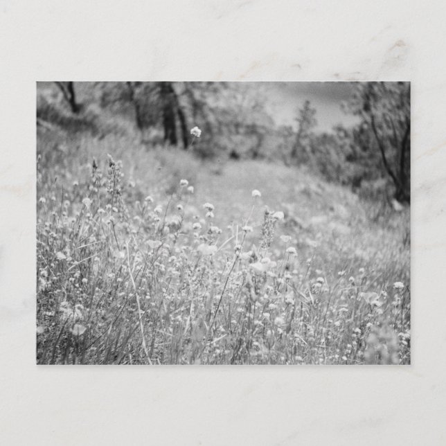 Field of Flowers Postcard (Front)