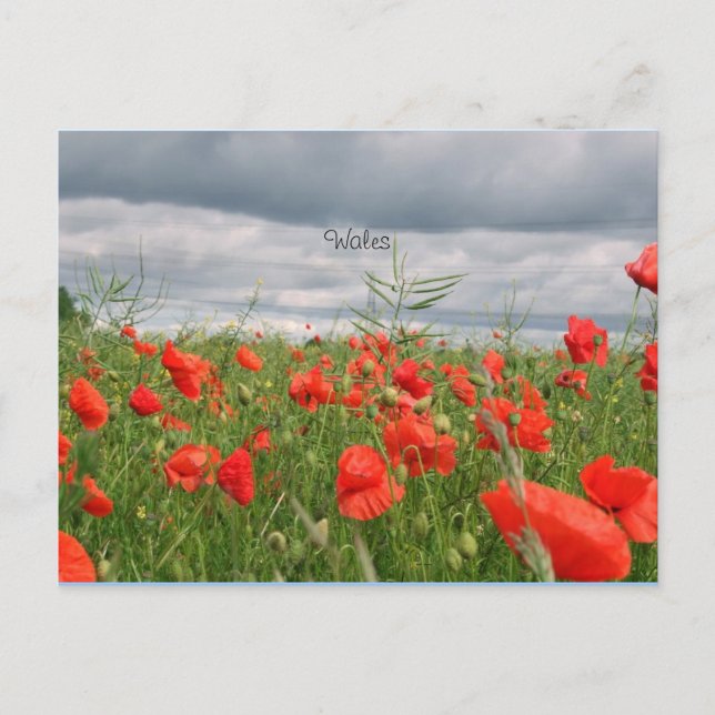 Field of Flowers (Wales) Postcard (Front)