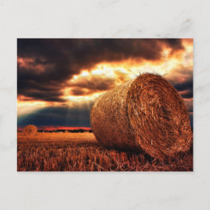 Field of Hay Bales Postcard