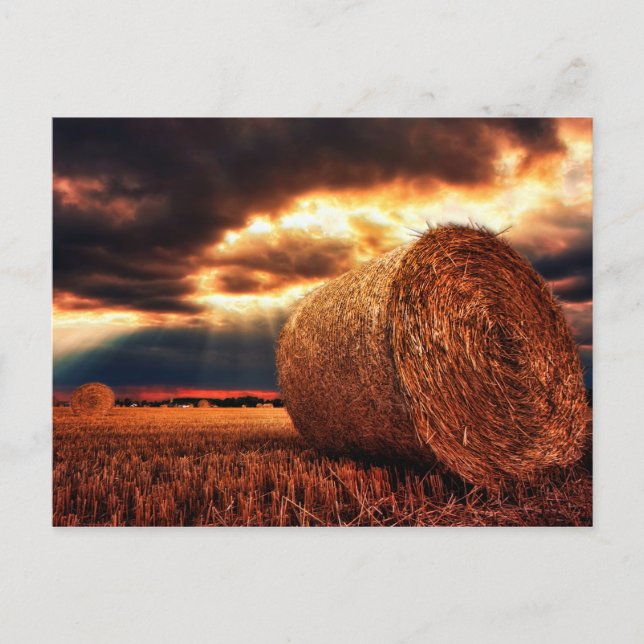 Field of Hay Bales Postcard (Front)