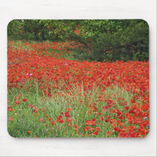 Field of hybrid poppy flowers planted along mouse mat