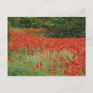 Field of hybrid poppy flowers planted along postcard