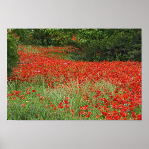 Field of hybrid poppy flowers planted along poster