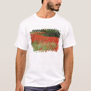 Field of hybrid poppy flowers planted along T-Shirt