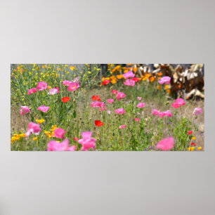 Field of Iceland Poppies Poster