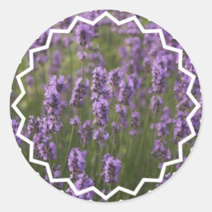 Field of Lavender Classic Round Sticker
