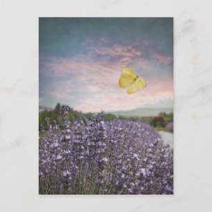 Field of Lavender Flowers, Blue Sky, Pink Sunset, Postcard
