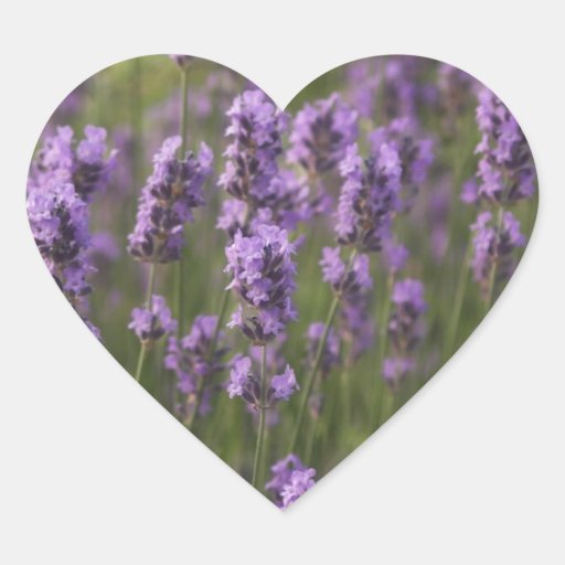 Image of Field of Lavender Heart Sticker