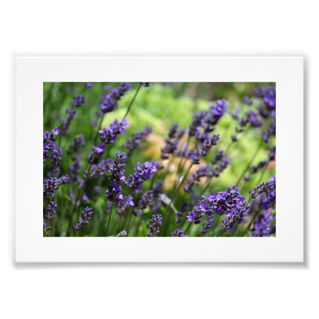 Field of Lavender Photo Print (Front)