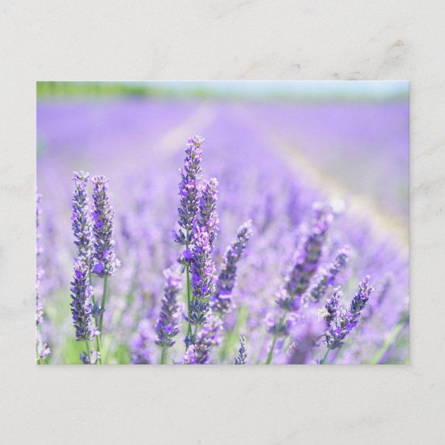 Field of Lavender Postcard (Front)