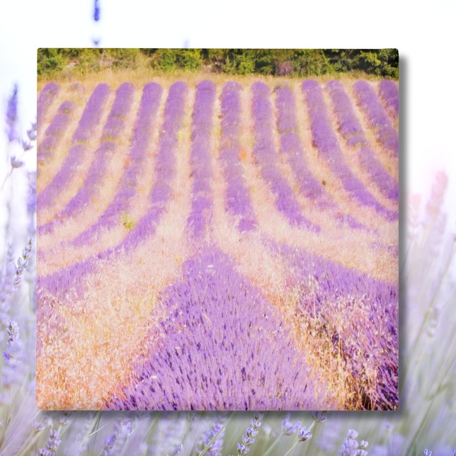 Field Of Lavender Provence France Magnet (Creator Uploaded)