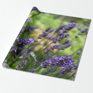 Field of Lavender Wrapping Paper