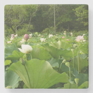 Field of Lotus Flowers Summer Garden Stone Coaster