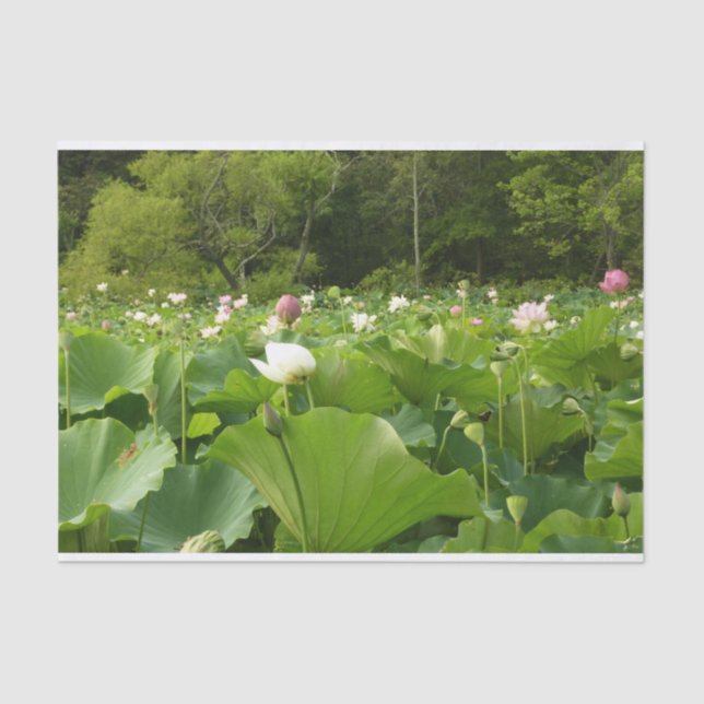 Field of Lotus Flowers Summer Garden Tissue Paper (Front)