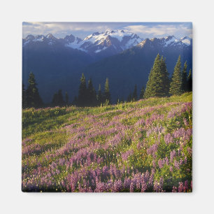 Field of lupine, Mt. Olympus, and clouds at Magnet