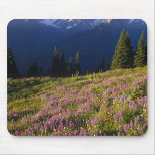 Field of lupine, Mt. Olympus, and clouds at Mouse Mat