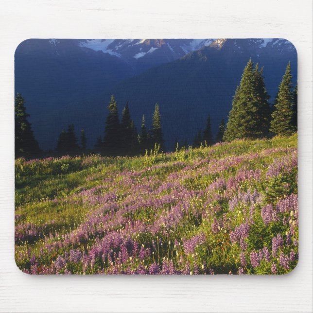 Field of lupine, Mt. Olympus, and clouds at Mouse Mat (Front)