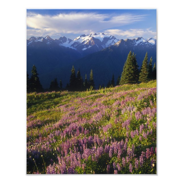 Field of lupine, Mt. Olympus, and clouds at Photo Print (Front)