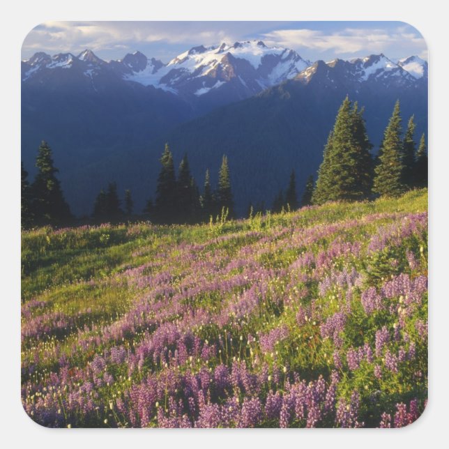 Field of lupine, Mt. Olympus, and clouds at Square Sticker (Front)