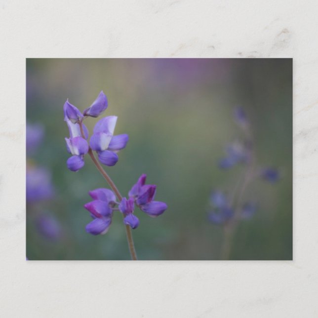 field of Lupine Postcard (Front)