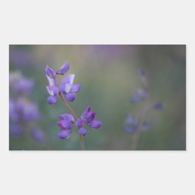 Field of Lupine Rectangular Sticker (Front)