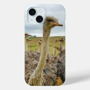Field of Ostriches iPhone 15 Case