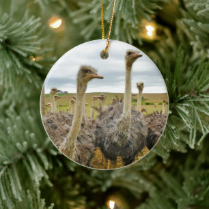 Field of Ostriches Ceramic Tree Decoration