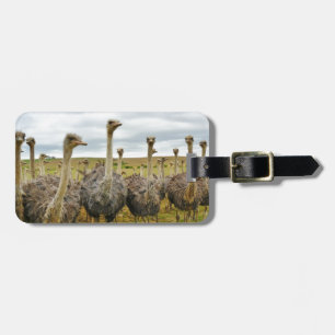 Field of Ostriches Luggage Tag