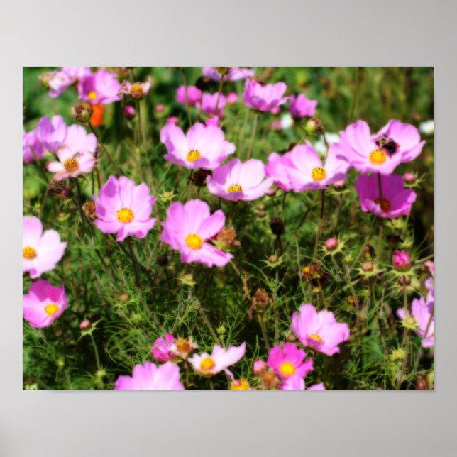 Field Of Pink Cosmos Flower Orton Effect Poster (Front)