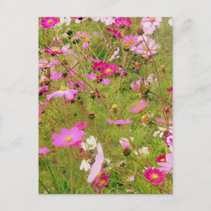 Field Of Pink Flowers Postcard