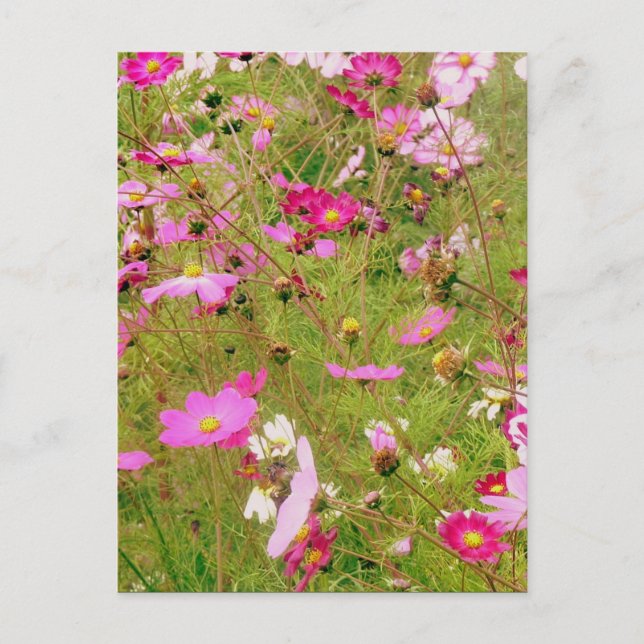 Field Of Pink Flowers Postcard (Front)