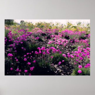 Field of pink flowers poster