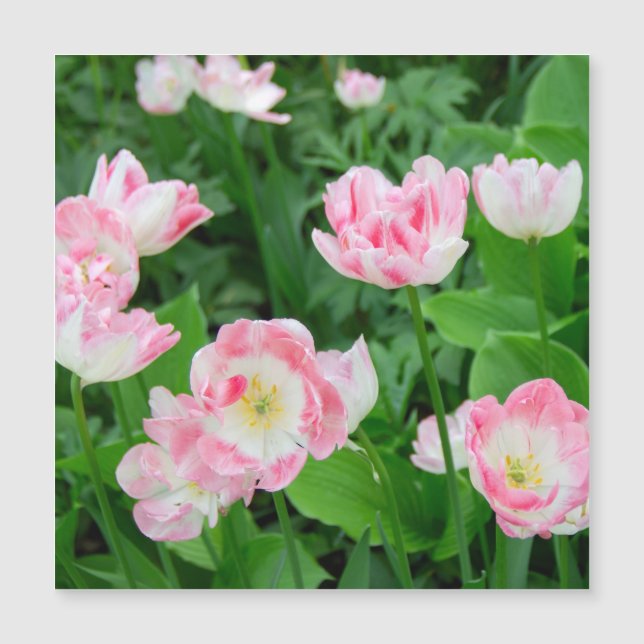 Field of pink tulips (Front)
