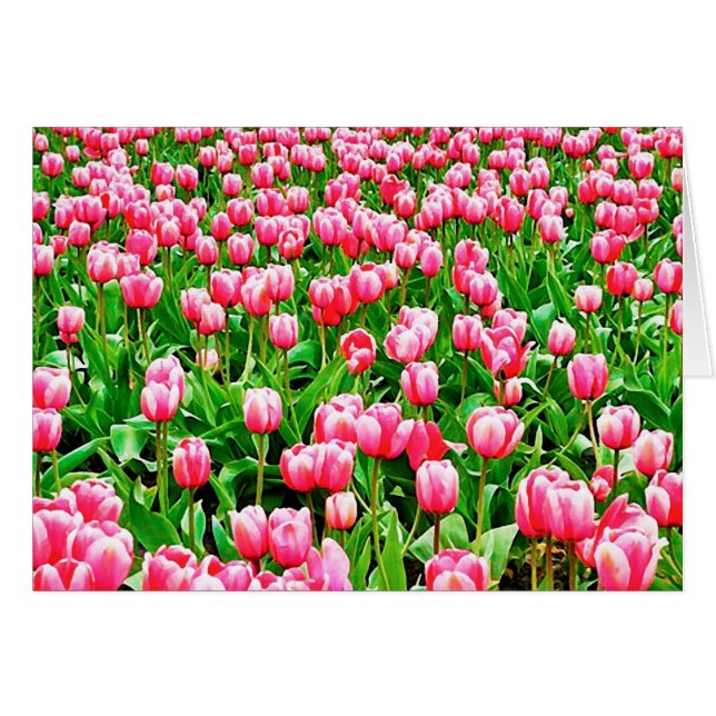 Field of Pink Tulips (Front Horizontal)