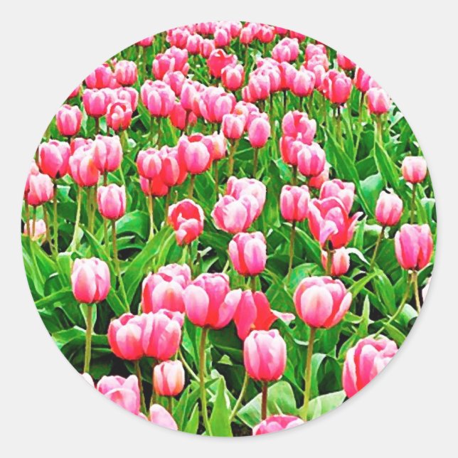 Field of Pink Tulips Classic Round Sticker (Front)