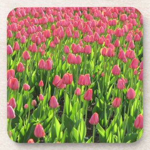 Field of Pink Tulips Coaster