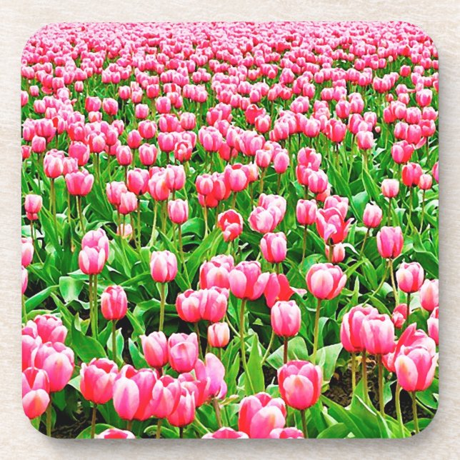 Field of Pink Tulips Coaster (Front)