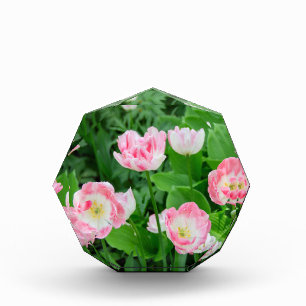 Field of pink tulips photo block