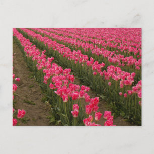 Field of Pink Tulips Photography on Cards