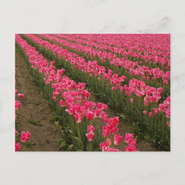 Field of Pink Tulips Photography on Cards (Front)