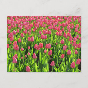 Field of Pink Tulips Postcard