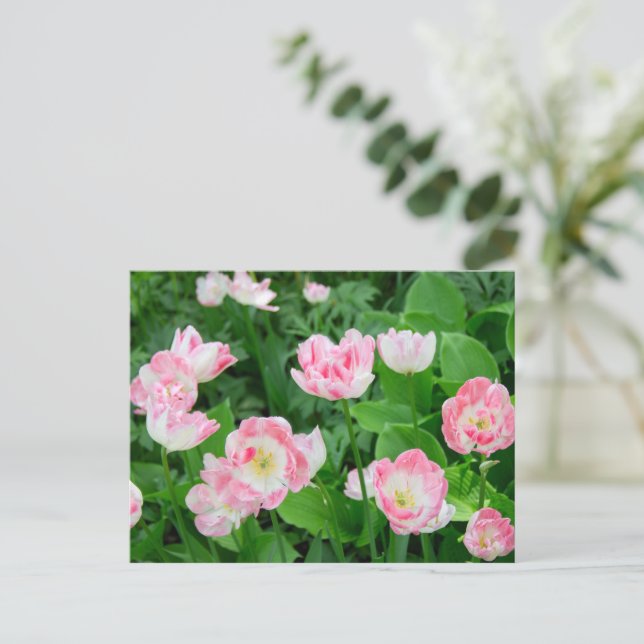Field of pink tulips postcard (Standing Front)